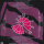 Arcadia – Election Day (Japan)